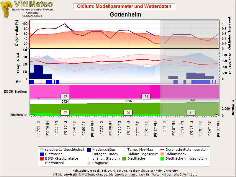 Oidiumgrafik